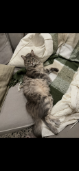 Lost Male Cat last seen Anja way and anja place , San Diego County, CA 92040