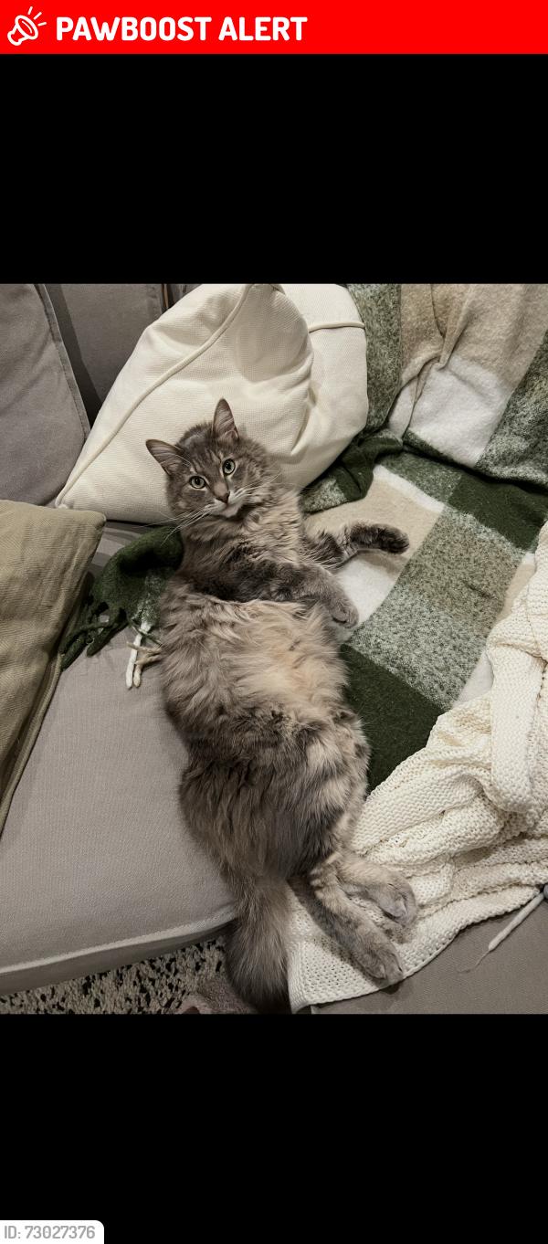 Lost Male Cat last seen Anja way and anja place , San Diego County, CA 92040