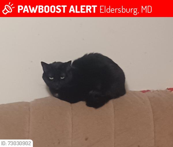 Lost Female Cat last seen By Walmart/carrolltowne vlg apmts , Eldersburg, MD 21784