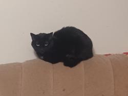 Lost Female Cat last seen By Walmart/carrolltowne vlg apmts , Eldersburg, MD 21784