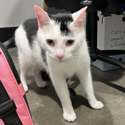 Shelter Stray Female Cat last seen , 3607 N Armenia Ave, Tampa, FL 33607, USA