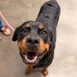 Shelter Stray Female Dog last seen , 3607 N Armenia Ave, Tampa, FL 33607, USA
