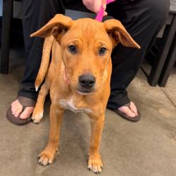 Shelter Stray Female Dog last seen , 3607 N Armenia Ave, Tampa, FL 33607, USA