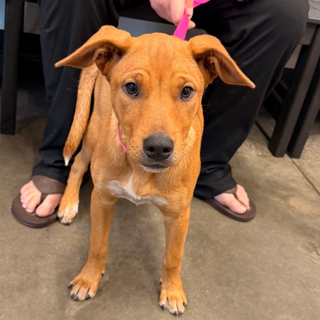 Shelter Stray Female Dog last seen , 3607 N Armenia Ave, Tampa, FL 33607, USA