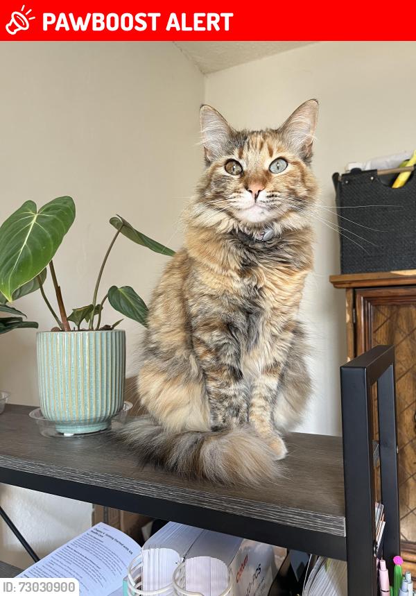 Lost Female Cat last seen Tulsa/Copperopolis, San Joaquin County, CA 95215