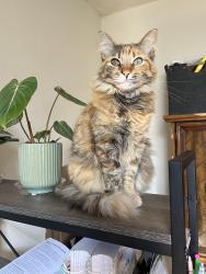 Lost Female Cat last seen Tulsa/Copperopolis, San Joaquin County, CA 95215