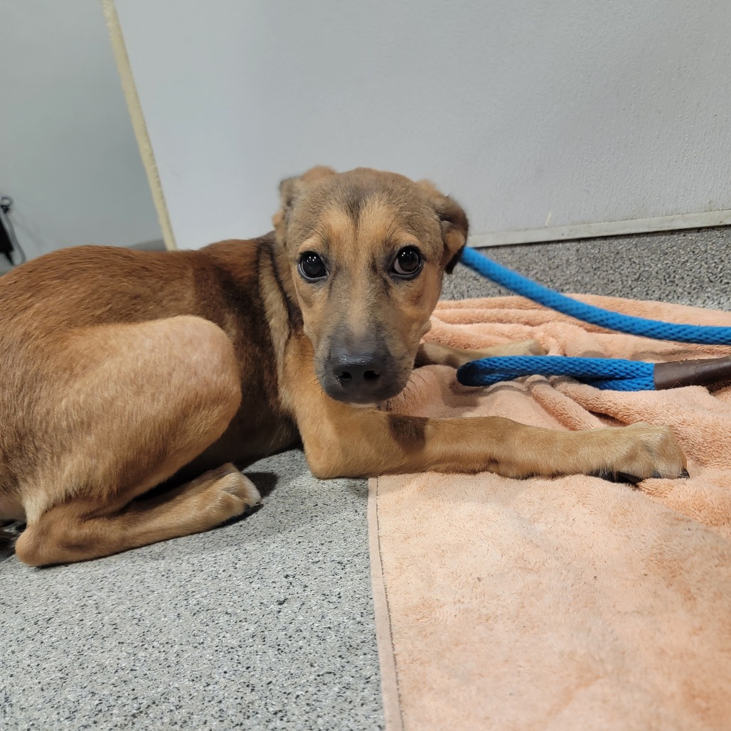 Shelter Stray Female Dog last seen , 3607 N Armenia Ave, Tampa, FL 33607, USA