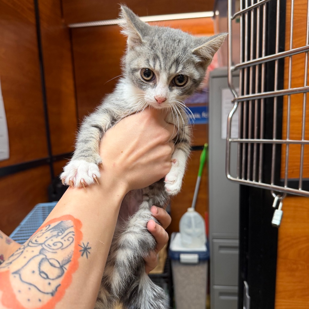 Shelter Stray Female Cat last seen , Animal Care & Control Team of Philly, 111 W Hunting Park Ave, Philadelphia, PA 19140, USA