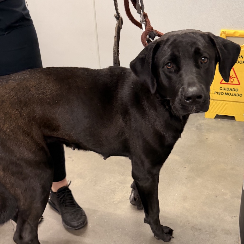 Shelter Stray Female Dog last seen , 3607 N Armenia Ave, Tampa, FL 33607, USA
