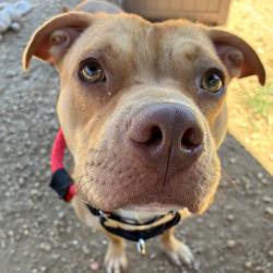 Shelter Stray Female Dog last seen , Animal Care & Control Team of Philly, 111 W Hunting Park Ave, Philadelphia, PA 19140, USA