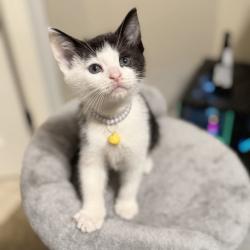 Shelter Stray Male Cat last seen , 2350 Appling City Cove, Memphis, TN 38133, USA