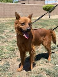 Found/Stray Male Dog last seen NA, Thermal, CA 92274