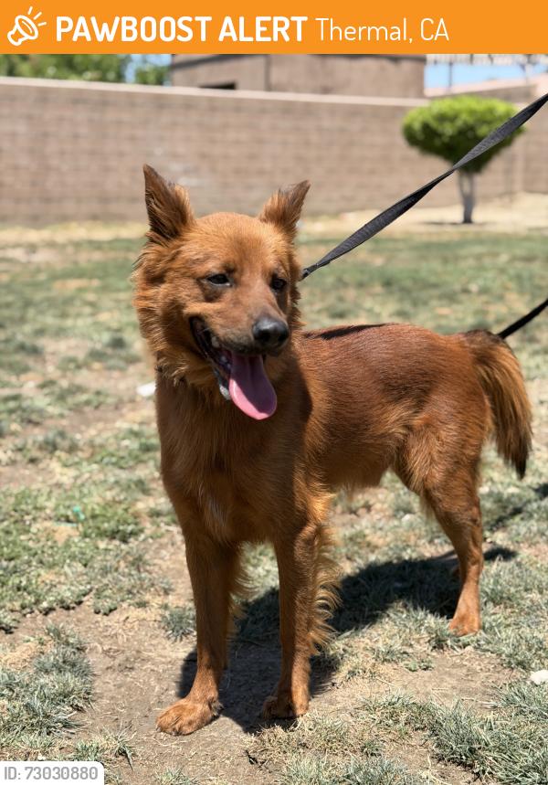 Found/Stray Male Dog last seen NA, Thermal, CA 92274