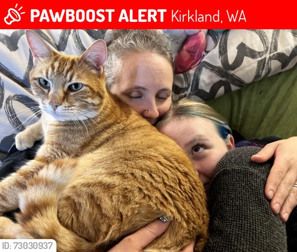 Lost Male Cat last seen NE 104th St and 136th Ave NE, Kirkland, WA 98033