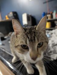 Reunited Male Cat last seen Millwoods Road, Edmonton, AB T6K