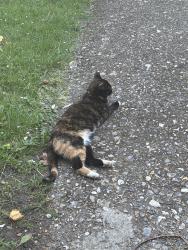 Found/Stray Unknown Cat last seen Near Westhorne Ave , Greater London, England 