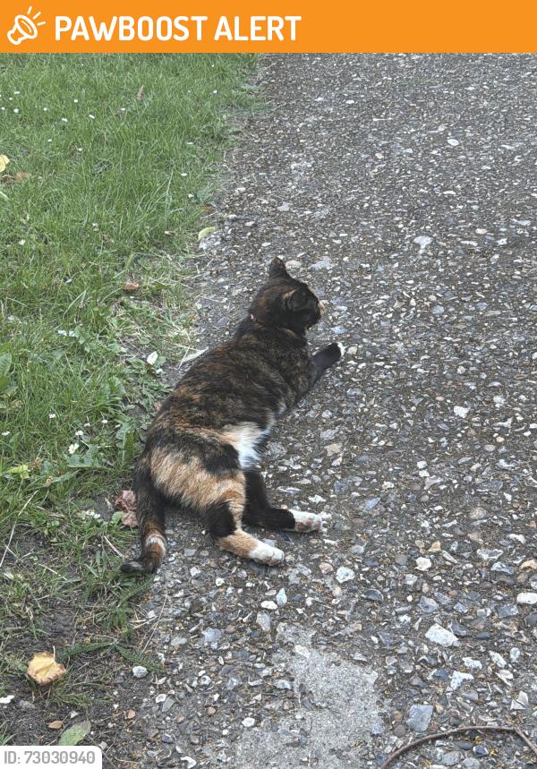 Found/Stray Unknown Cat last seen Near Westhorne Ave , Greater London, England 