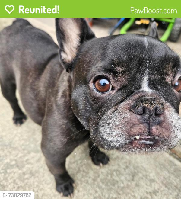 Reunited Female Dog last seen Cottonwood Dr, between Sedona and Wilhoit, Lewis Center, OH 43035