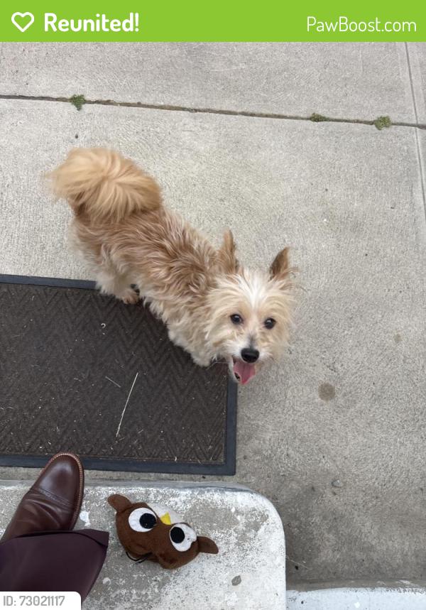 Reunited Male Dog last seen Olympiad / Angeles Vista Blvd, View Park-Windsor Hills, CA 90043