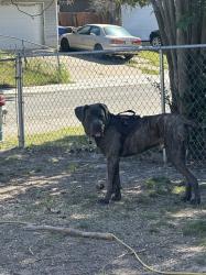 Lost Male Dog last seen Hitchcock Way sacramento , Sacramento, CA 95823