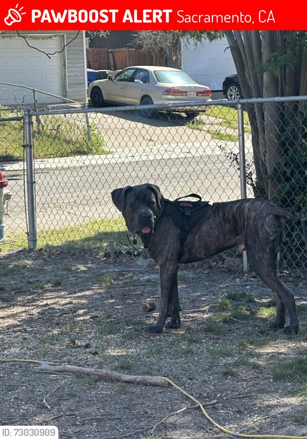 Lost Male Dog last seen Hitchcock Way sacramento , Sacramento, CA 95823