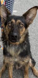 Found/Stray Female Dog last seen Near Sweeten Creek Rd, Asheville, NC 28803