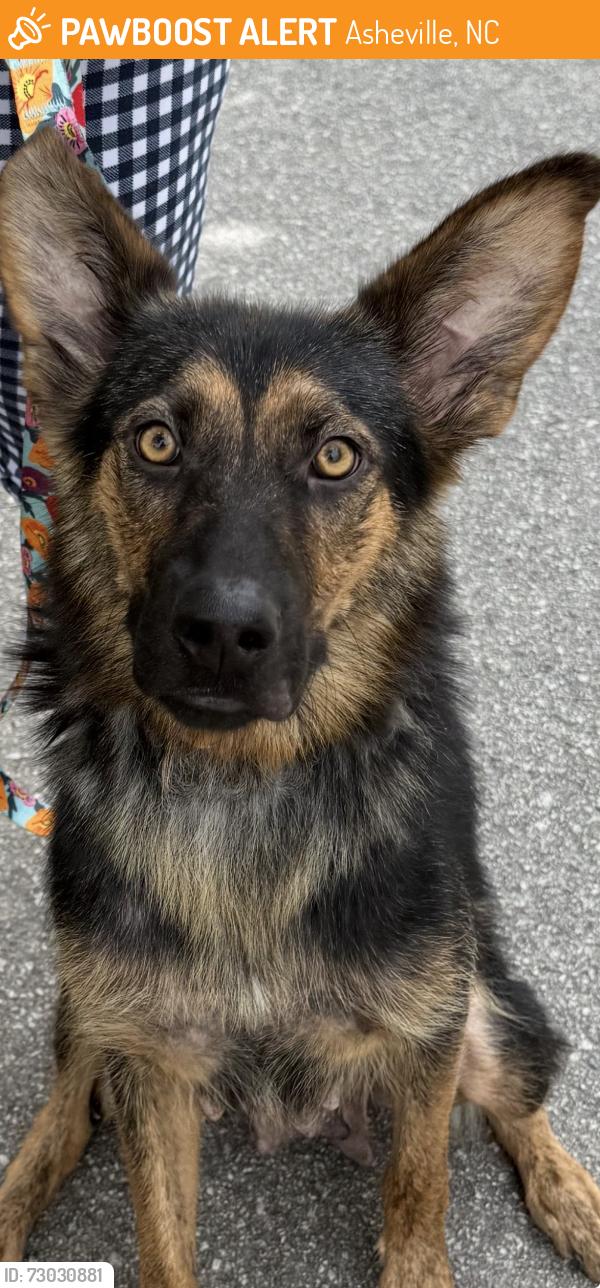 Found/Stray Female Dog last seen Near Sweeten Creek Rd, Asheville, NC 28803