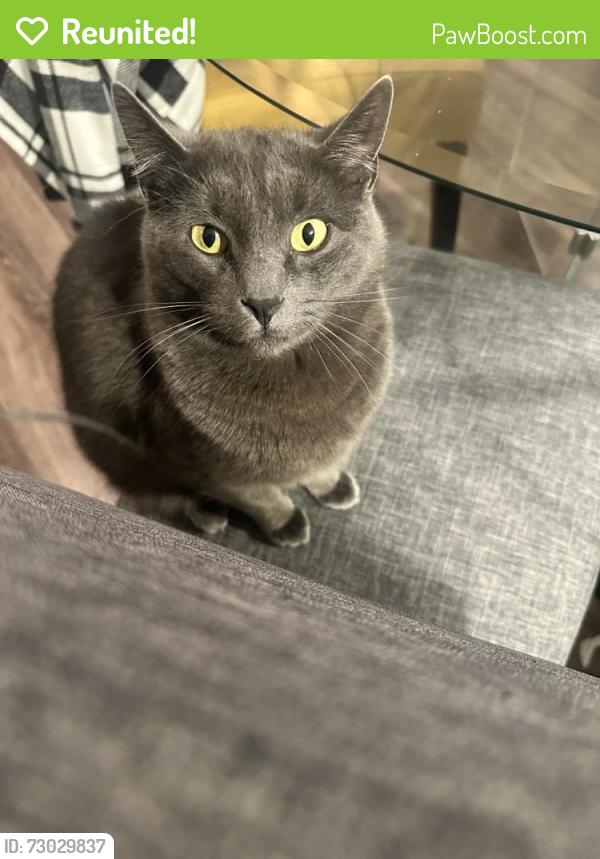 Reunited Female Cat last seen Lowell Blvd , W 97th Ave, CO 80035