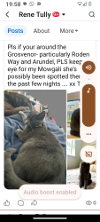 Lost Female Cat last seen Bt125rd, Belfast, Northern Ireland BT12 5RD