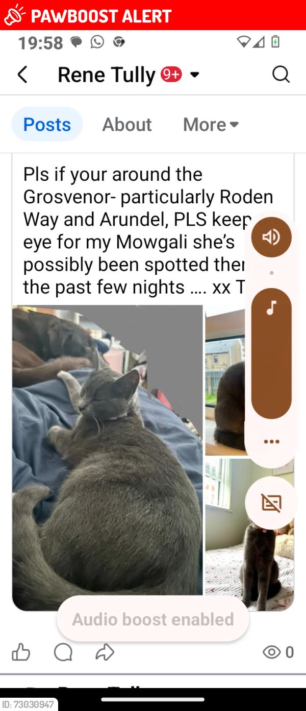 Lost Female Cat last seen Bt125rd, Belfast, Northern Ireland BT12 5RD