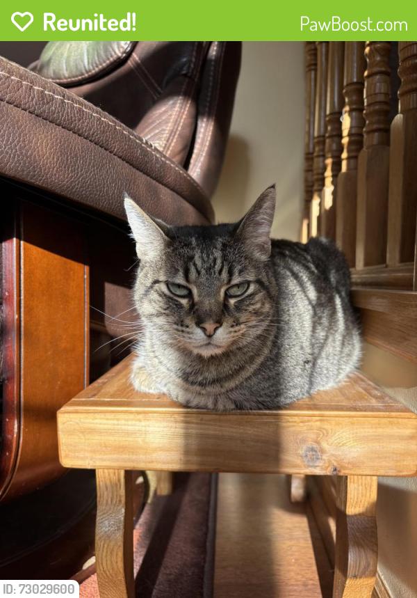 Reunited Male Cat last seen Hartford & Oakland Intersection, Near 7/11, Milwaukee, WI 53211
