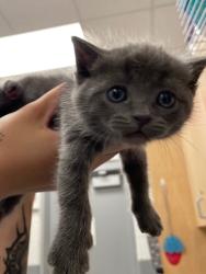 Shelter Stray Male Cat last seen Midwest City, 8485 E Reno Ave, Midwest City, OK 73110, USA