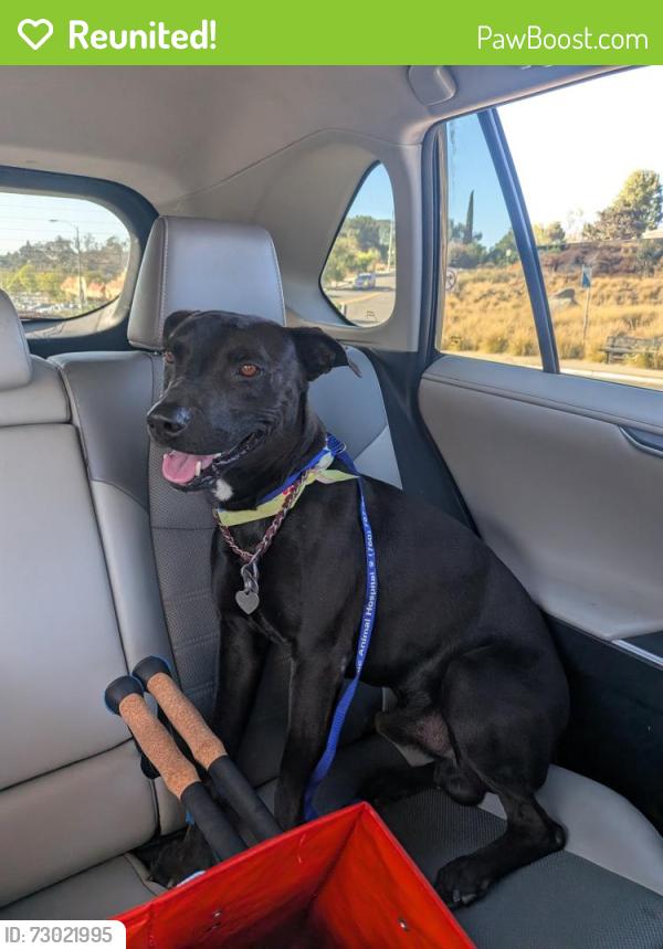 Reunited Male Dog last seen Alta Vista Dr near El Pajodo, Vista, CA 92084
