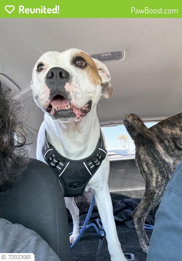 Reunited Female Dog last seen Lampson and ninth , Garden Grove, CA 92840