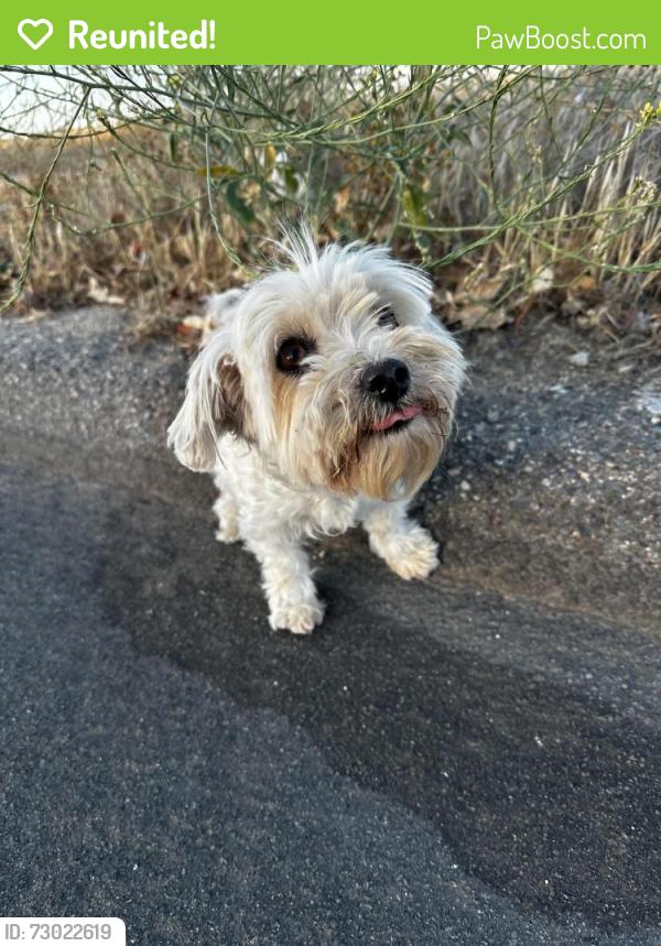 Reunited Female Dog last seen Cole ave & avenue C, Mead Valley, CA 92508
