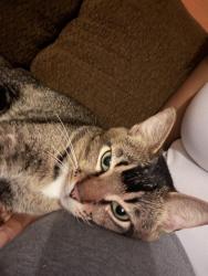 Found/Stray Male Cat last seen Near Hayes Rd Houston, TX 77077 United States, Houston, TX 77042
