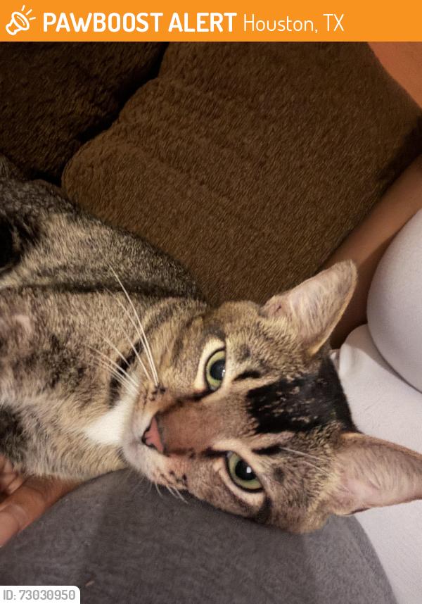 Found/Stray Male Cat last seen Near Hayes Rd Houston, TX 77077 United States, Houston, TX 77042