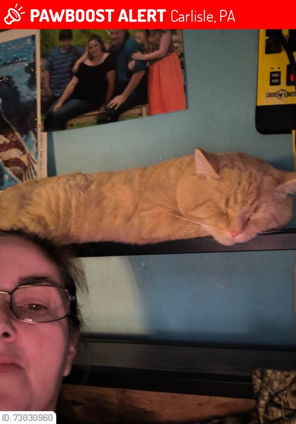 Lost Male Cat last seen Western village campground, Carlisle, PA 17015