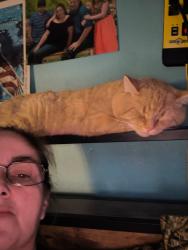Lost Male Cat last seen Western village campground, Carlisle, PA 17015
