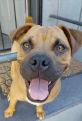 Found/Stray Female Dog last seen 28th Street, San Bernardino, CA 92405