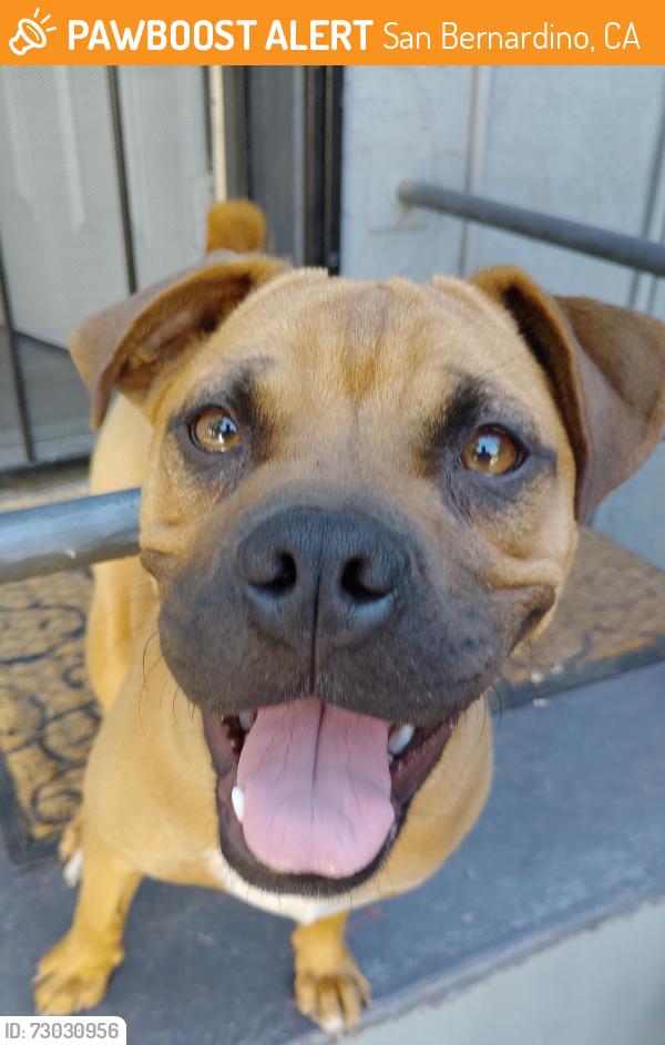 Found/Stray Female Dog last seen 28th Street, San Bernardino, CA 92405