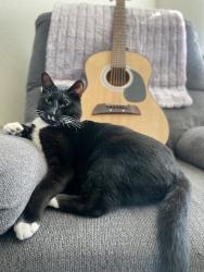 Reunited Male Cat last seen Walnut Ave, 4th st, Ripon, CA 95366
