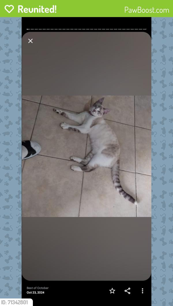 Reunited Female Cat last seen Huntington dr, Los Angeles, CA 90033