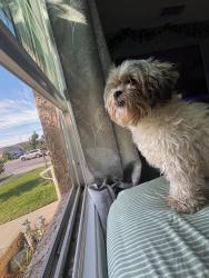 Lost Female Dog last seen Gardena CA, Gardena, CA 90247