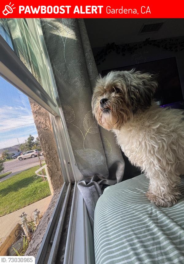 Lost Female Dog last seen Gardena CA, Gardena, CA 90247