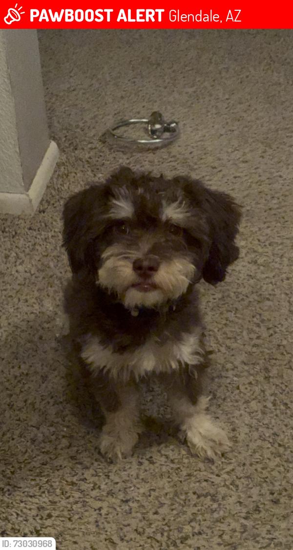 Lost Male Dog last seen 91st and camelback, Glendale, AZ 85305