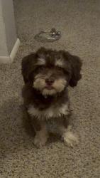 Lost Male Dog last seen 91st and camelback, Glendale, AZ 85305