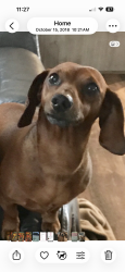 Lost Male Dog last seen Hey 84 at Hwy 346 amity ar, Amity, AR 71921