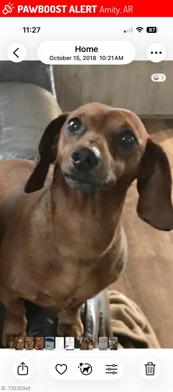 Lost Male Dog last seen Hey 84 at Hwy 346 amity ar, Amity, AR 71921