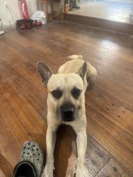Reunited Male Dog last seen State St, Huntington Park, CA 90255